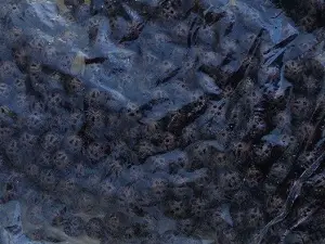 бусина 6мм укр