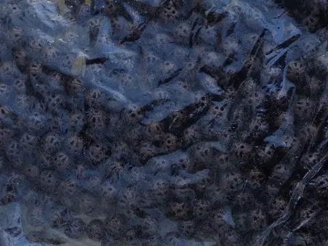 бусина 12мм укр