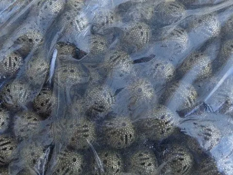 бусина 10мм укр