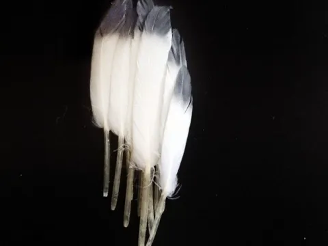 Перо кольорове