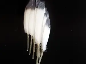 Перо кольорове