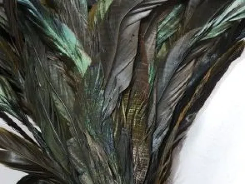 Перья петуха