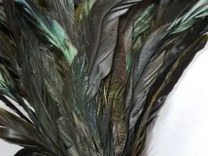 Пір'я півня