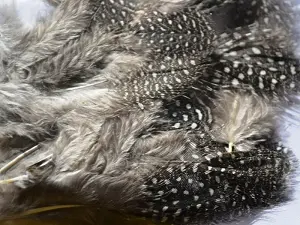 Перо в горошок