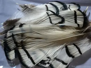 Пір'я фазана