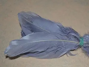 Перо на ніжці