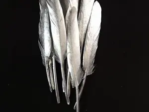 Перо кольорове