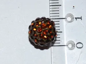 шамбала укр