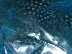 Перо в горошок