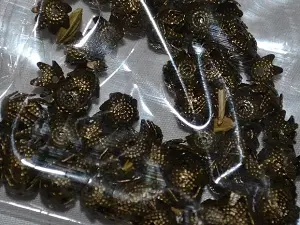 шапочка укр