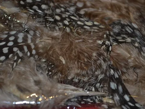 Перо в горошок