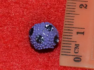 шамбала укр