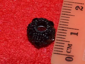 шамбала укр