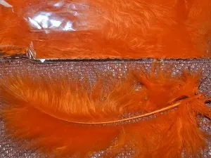 Перо пухнасте