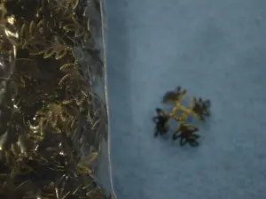 Шапочка укр