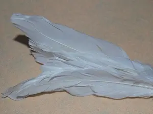 Перо на ніжці