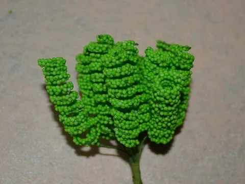 Тичинки спіраль