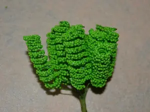 Тичинки спіраль