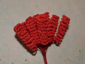 Тичинки спіраль