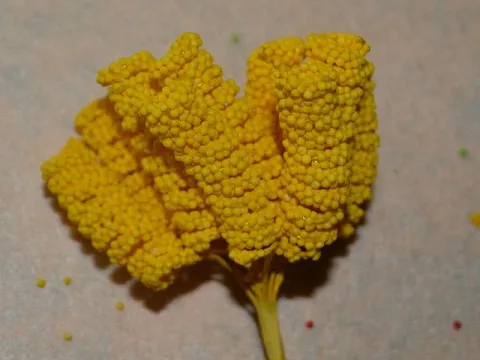 Тичинки спіраль