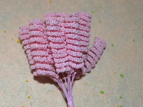 Тичинки спіраль