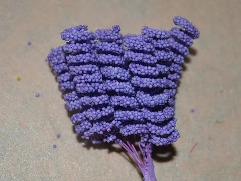 Тичинки спіраль