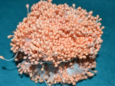 Тычинки на нитке