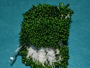 Тичинки на нитці