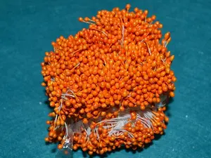 Тичинки на нитці