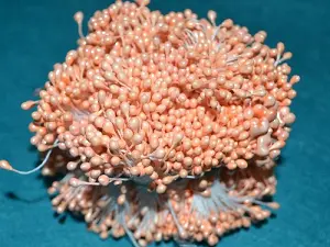 Тичинки на нитці