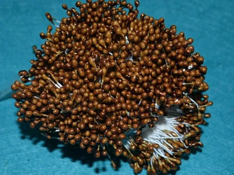 Тичинки на нитці