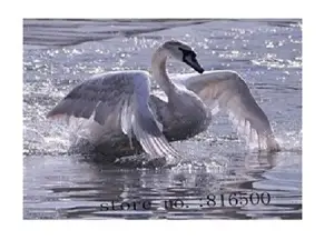 Картина 40*50см укр