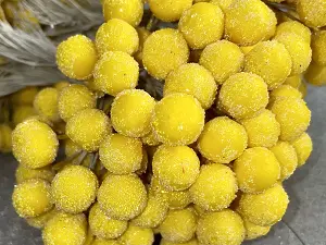 Цукрові ягідки калини