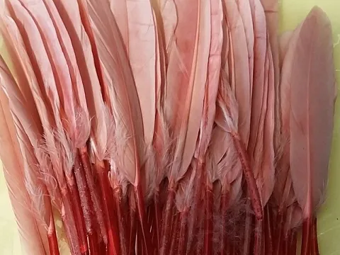 Перо на ніжці