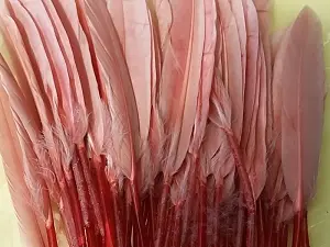 Перо на ніжці