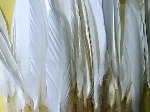 Перо на ніжці