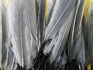 Перо на ніжці