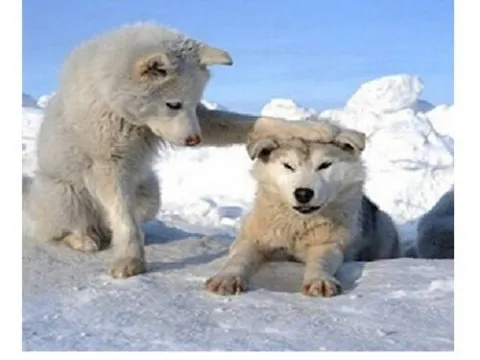 Схема 30*40см укр