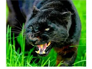 Схема 30*40см укр