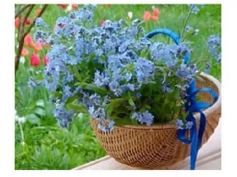 Схема 20*30см