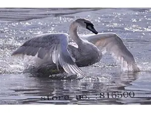 Схема 40*50см укр