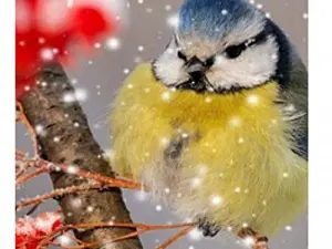 Схема 40*50см укр