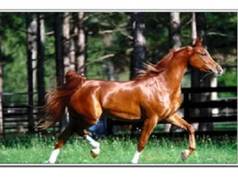 Схема 40*60см