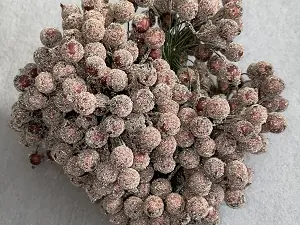 Цукрові ягідки калини