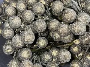 Цукрові ягідки калини