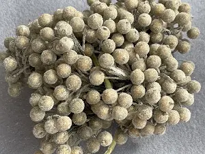 Цукрові ягідки калини