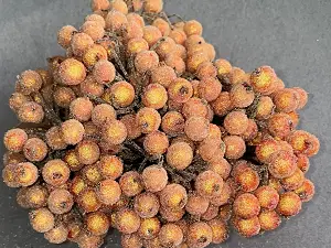 Цукрові ягідки калини