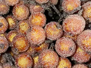 Сахарные ягодки калины