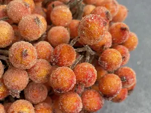 Сахарные ягодки калины