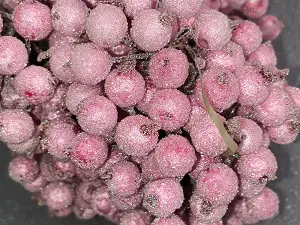 Цукрові ягідки калини